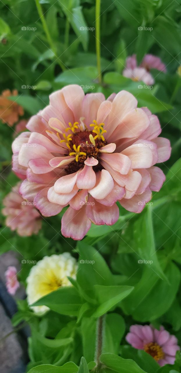 zinnia
