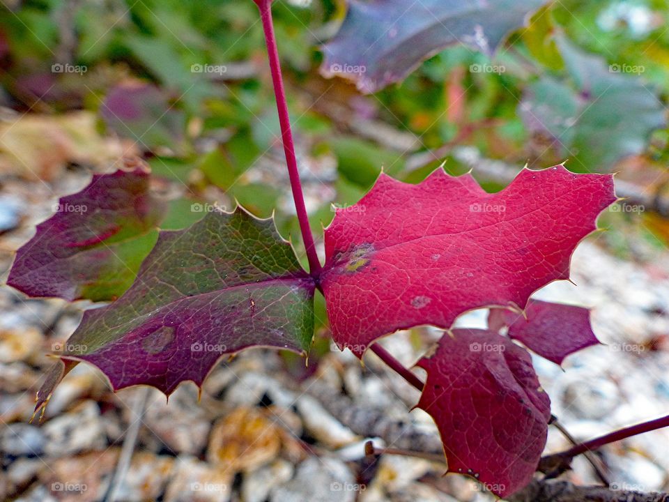 Red and green color leaves on the same plant