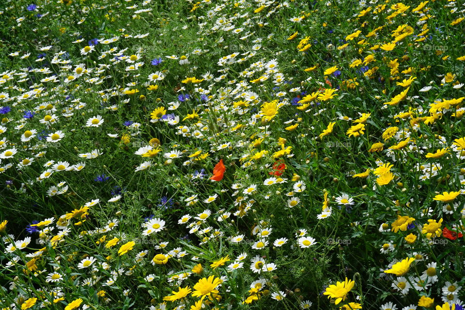 Field of daisies and other wild flowers
