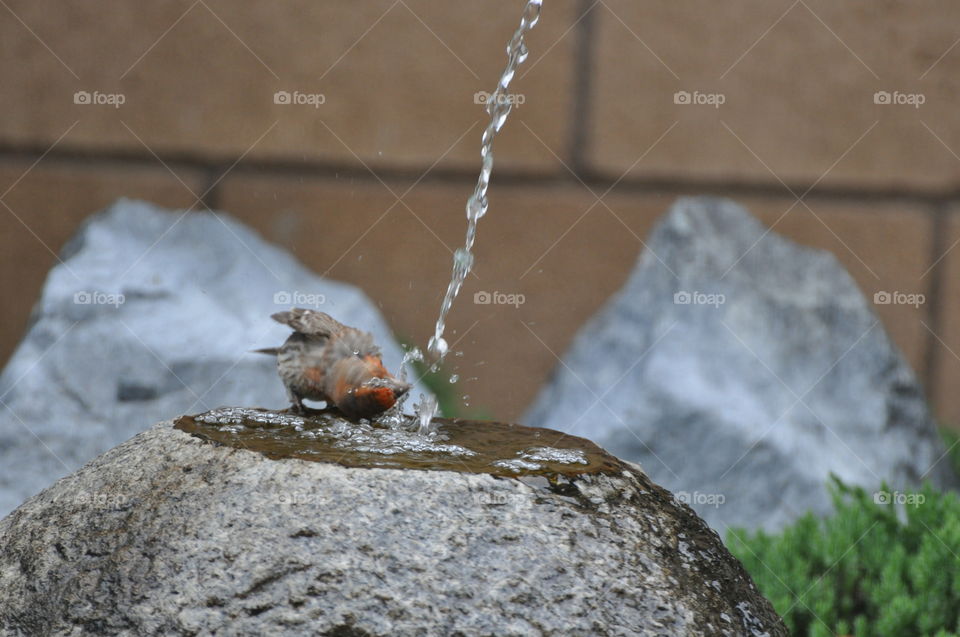 Bathing sparrow