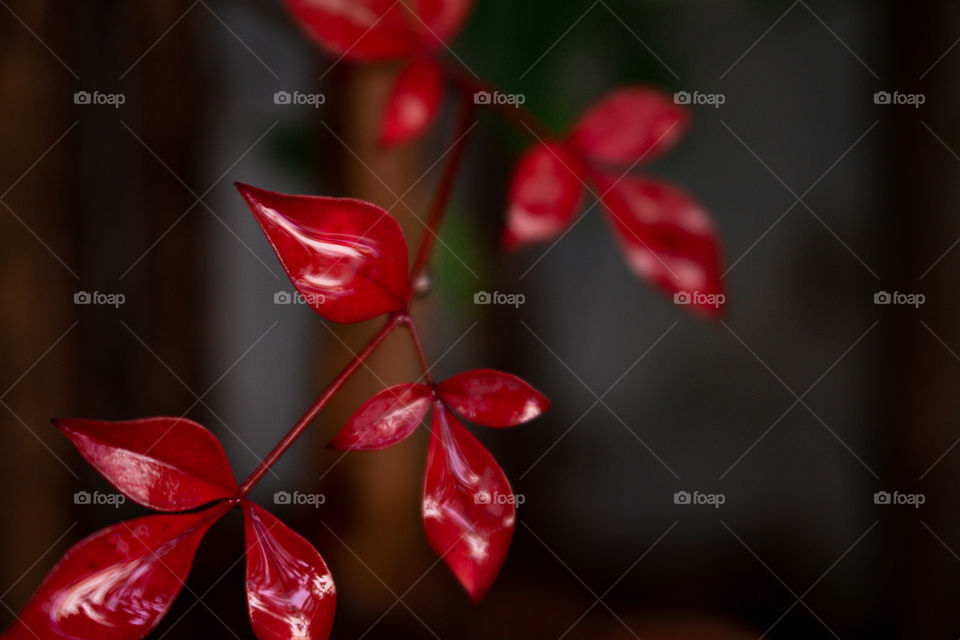 Red plant