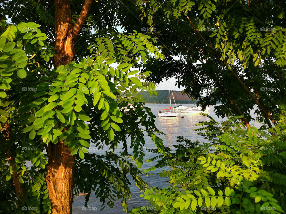 green summer tree leaves by delvec