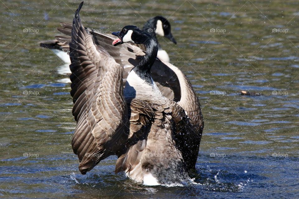 Goose Tango 