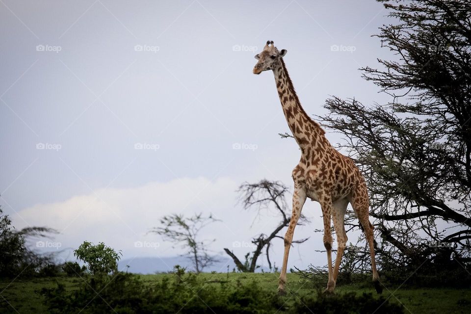Giraffe in the wild