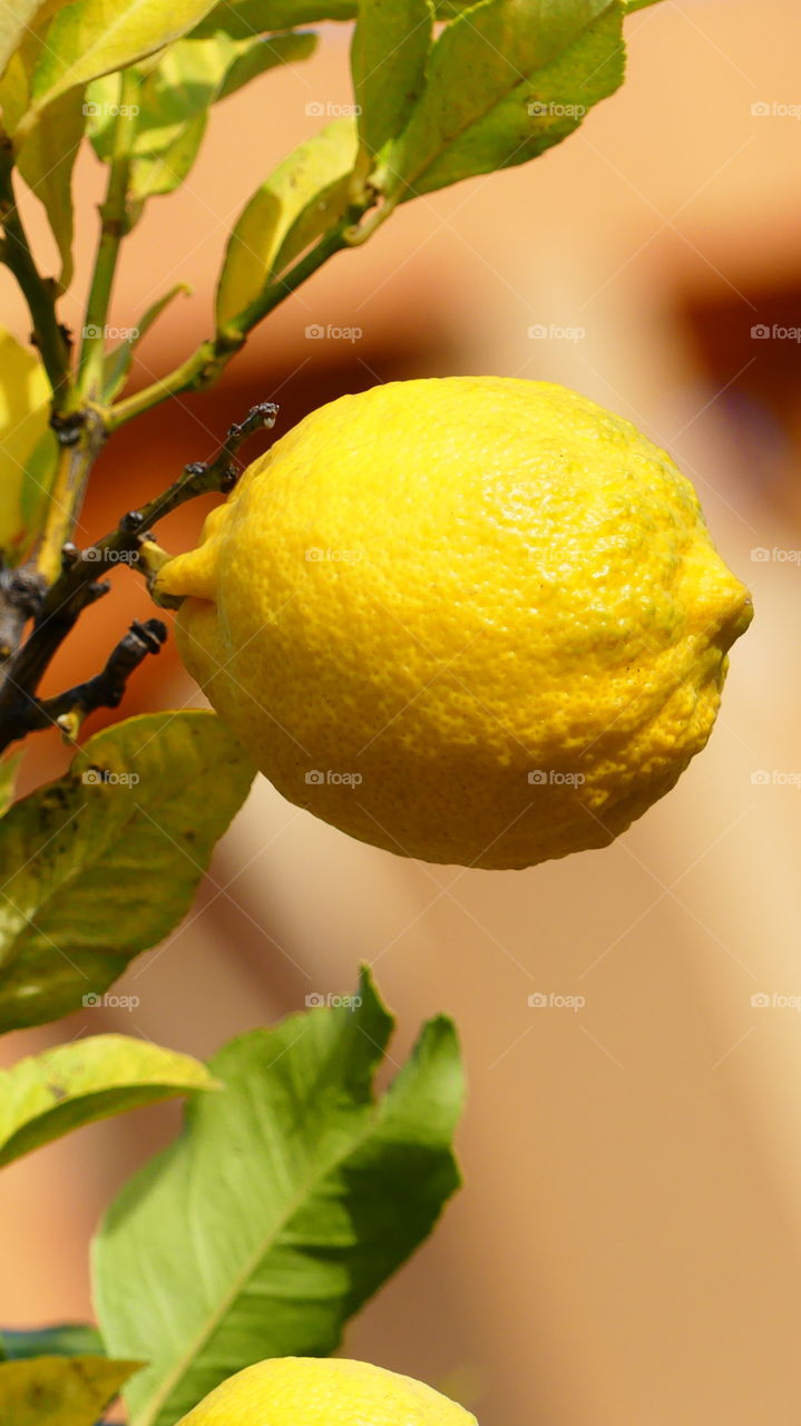 lemon