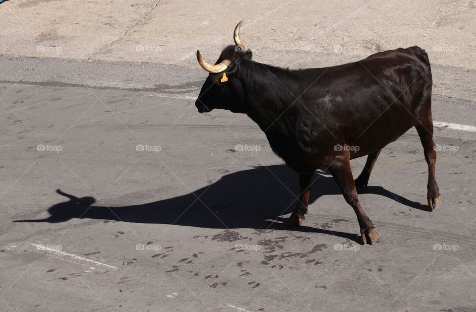 Heifer and its shadow