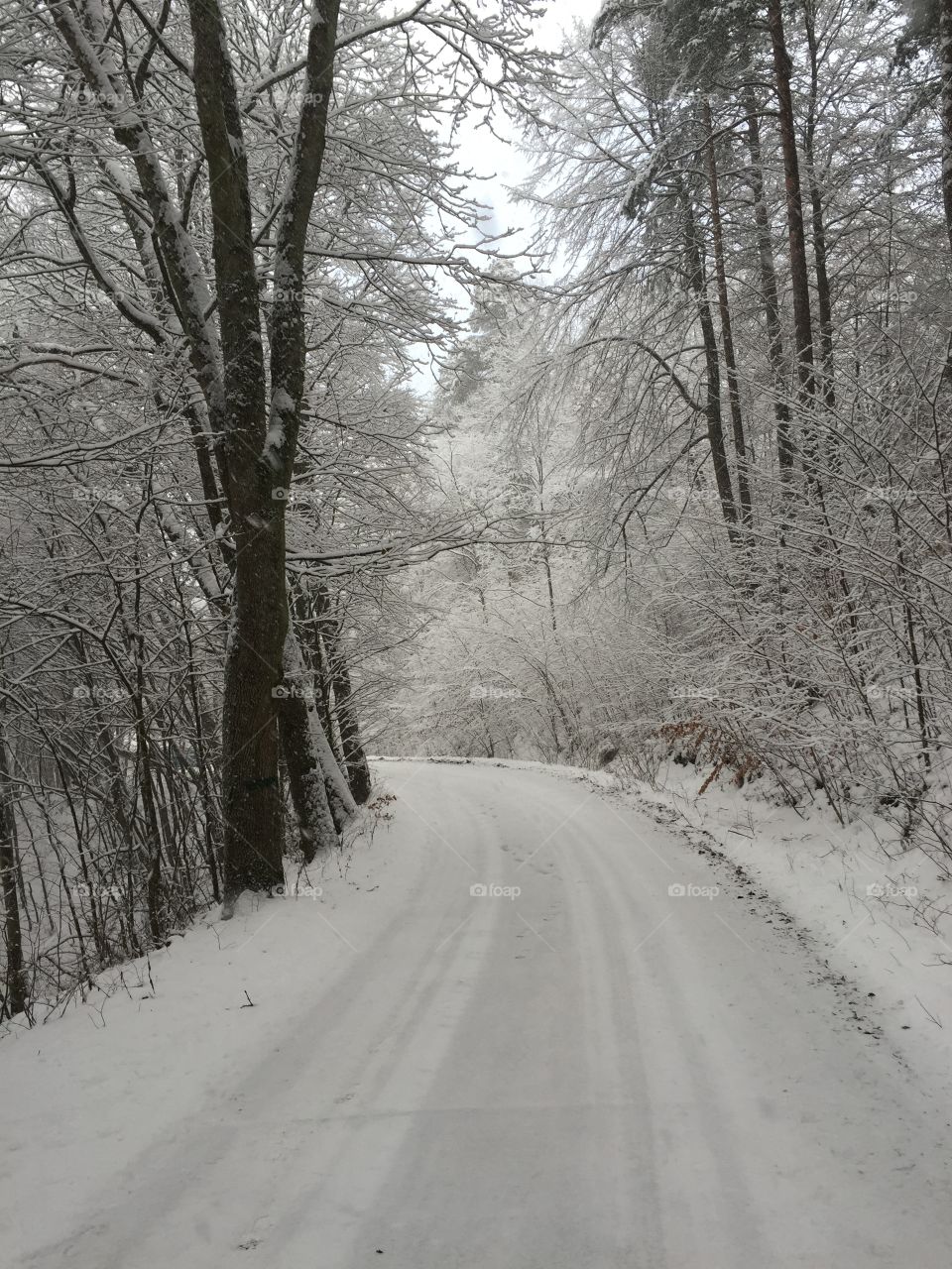 Snow, Winter, Wood, Road, Tree