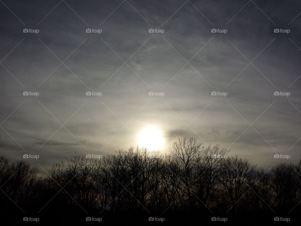 March Woodland Views