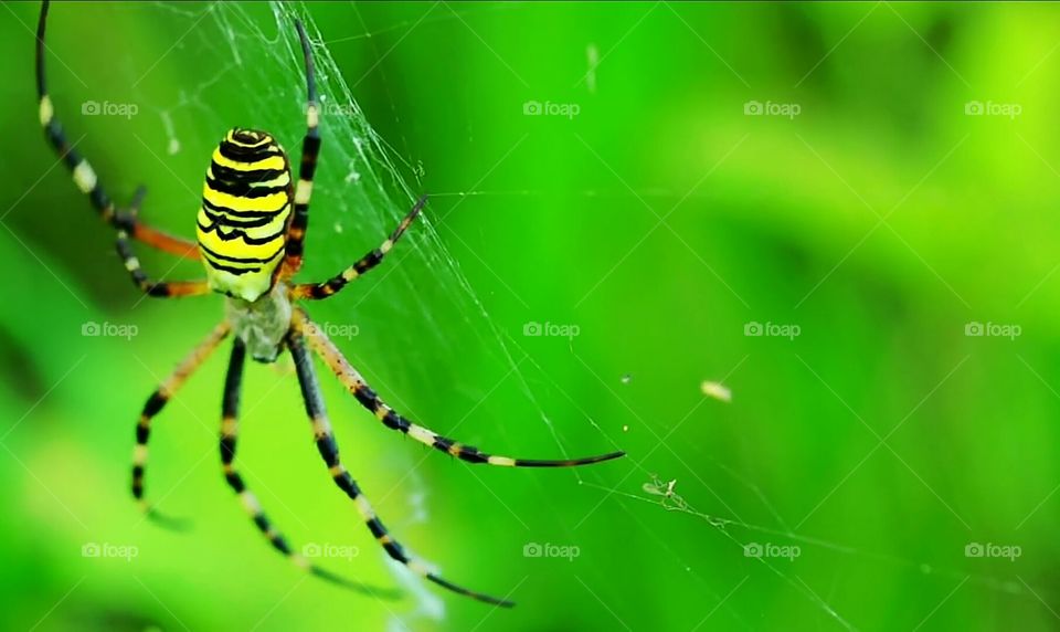 spider, jaal, colour spider, green sky,