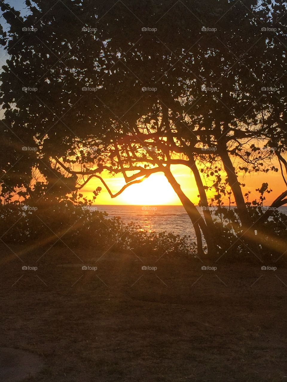 Sunset through the trees, North Shore Hawaii