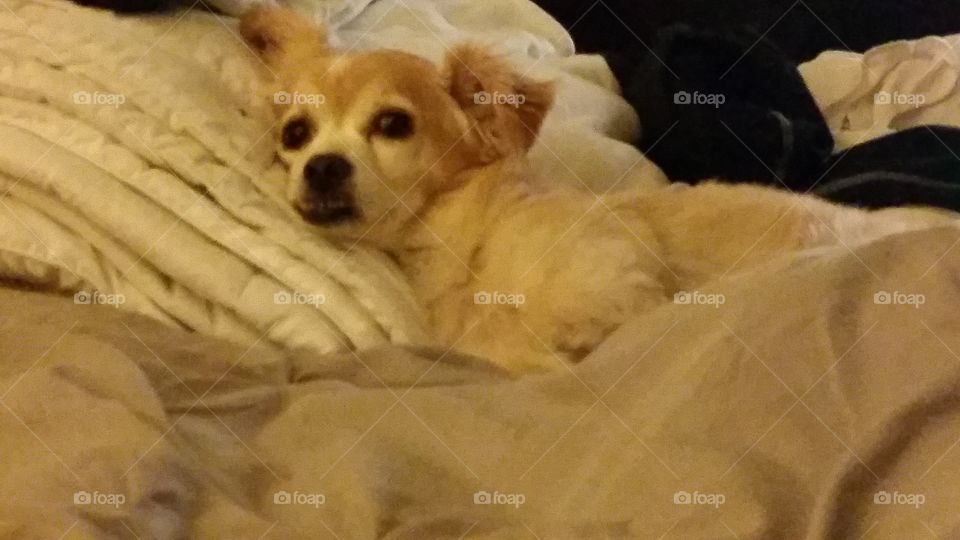 No Person, Dog, Mammal, Pet, Canine