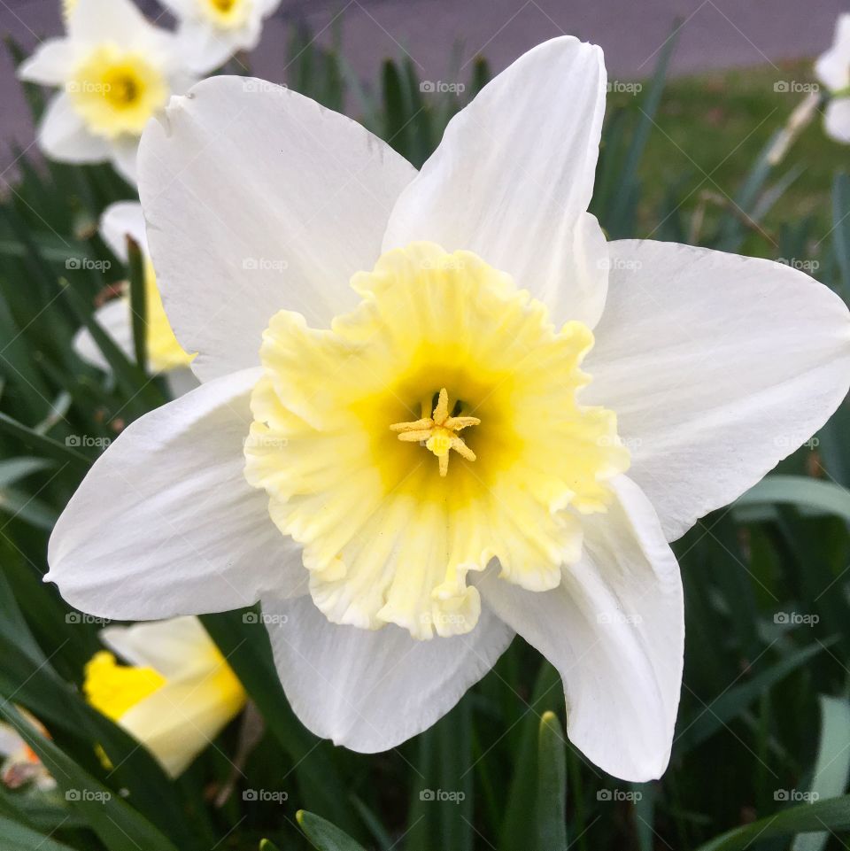 Daffodils in spring on a cool night in New England.
