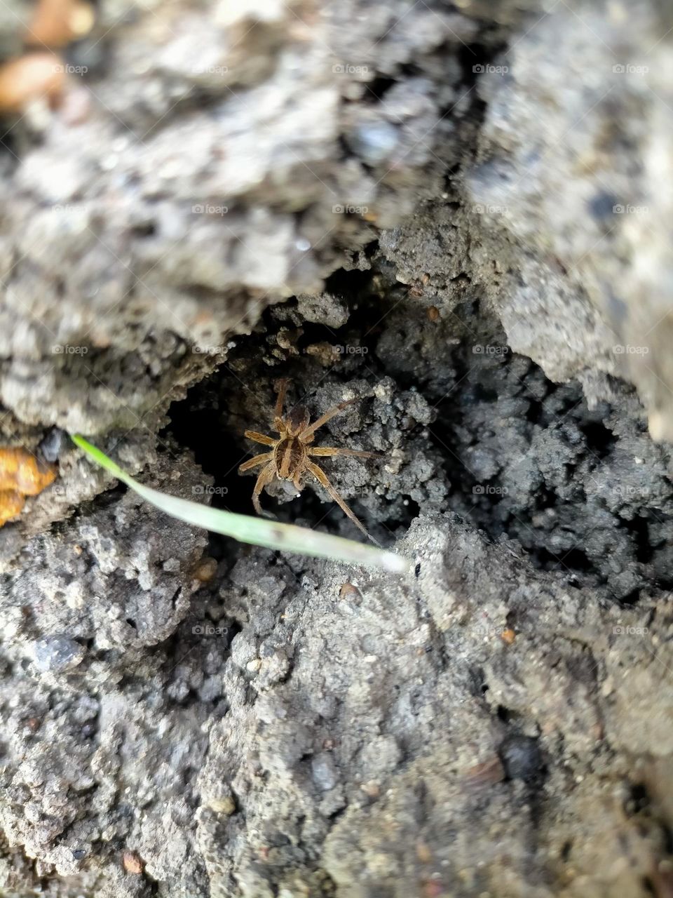 spiders nesting in the ground