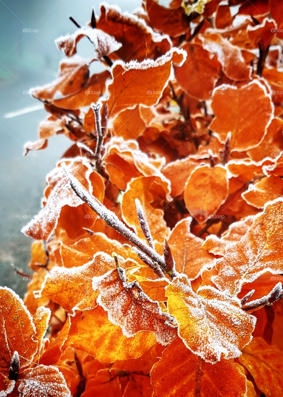 Frost on beech hedge - a frosty start to the day