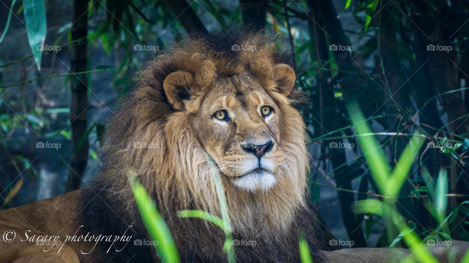 Lion