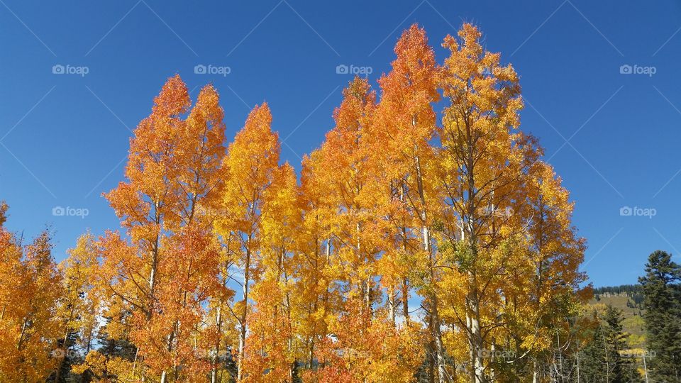 Fall, Tree, Leaf, Wood, No Person