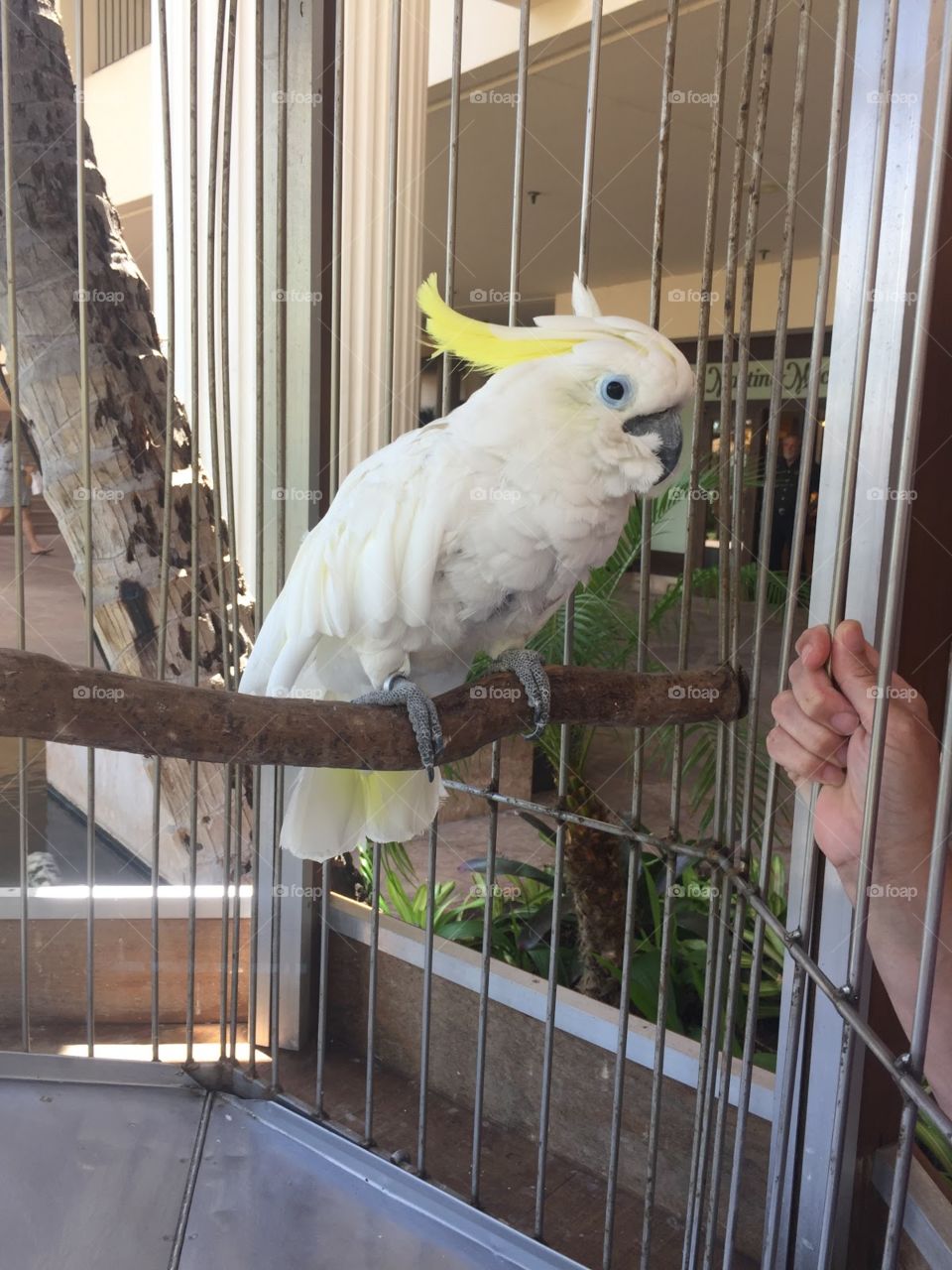 Parrot in Hawaii 