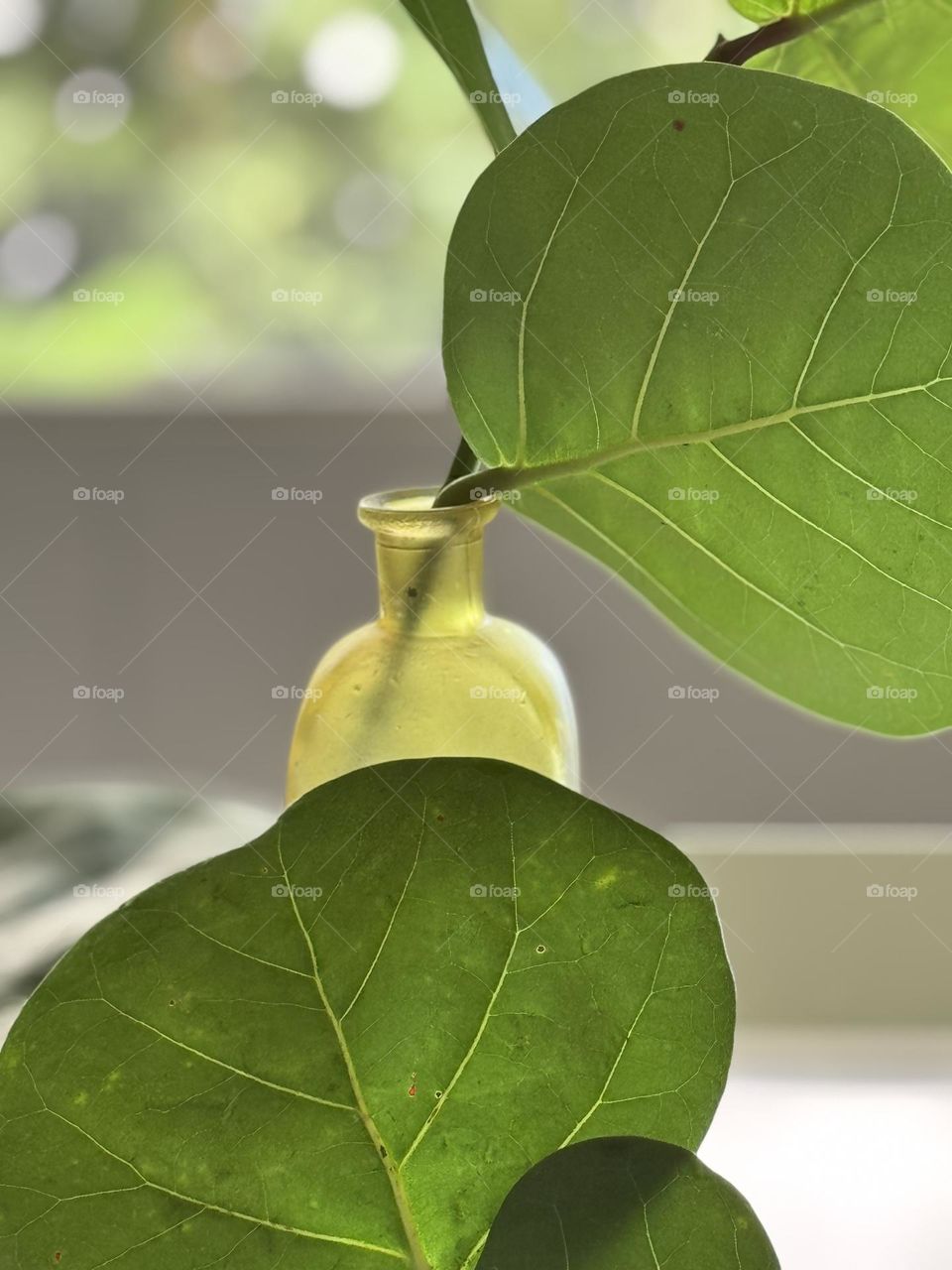 Sea Grape Tree (coccoloba uvifera) leaves in an olive green frosted glass bottle in front of a window