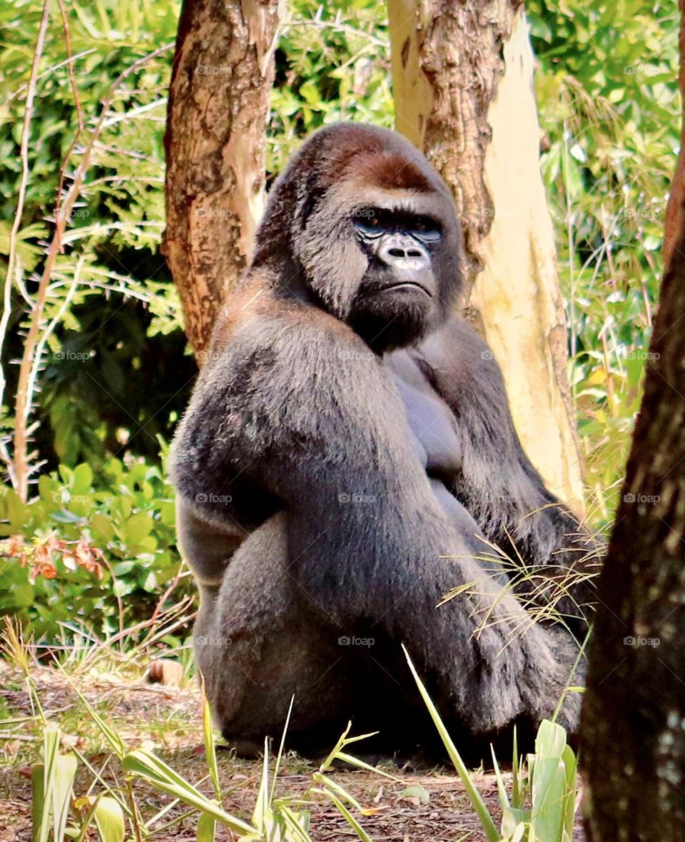 Gorilla sitting and watching everything going on