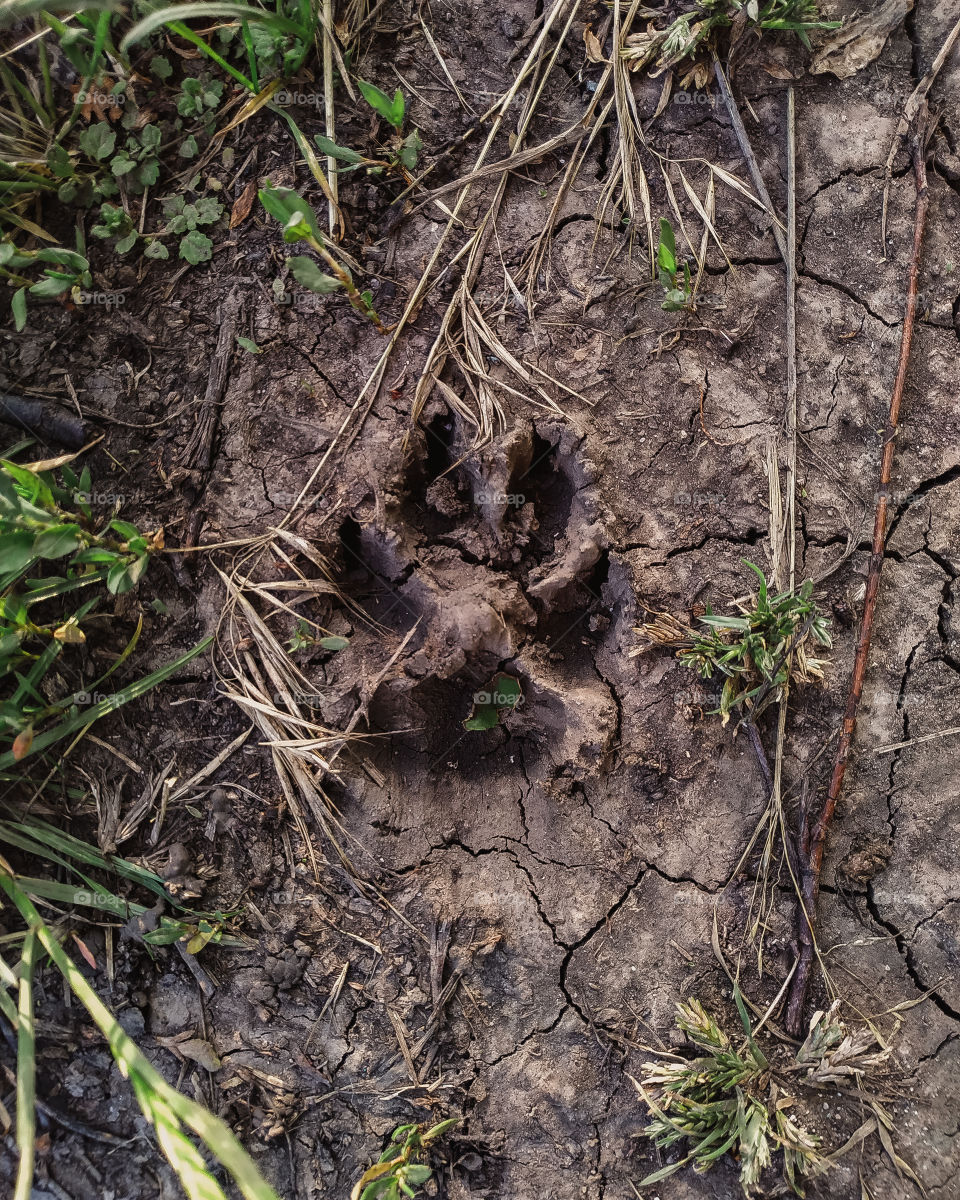 dog footprint on dry ground