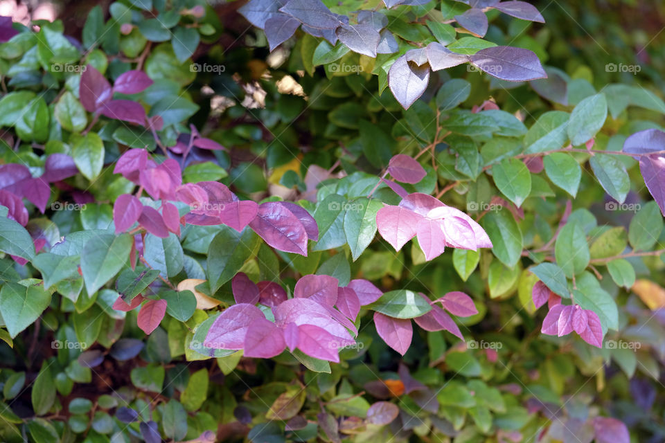 Discolored leaves