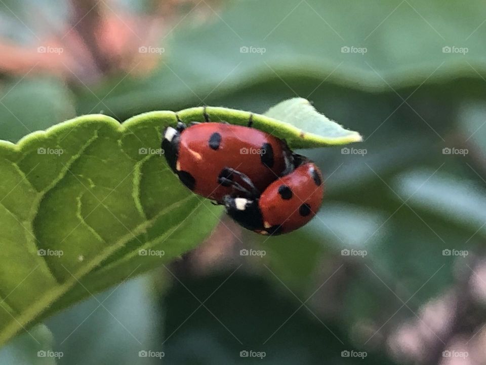 Mate of ladybugs on green leaves