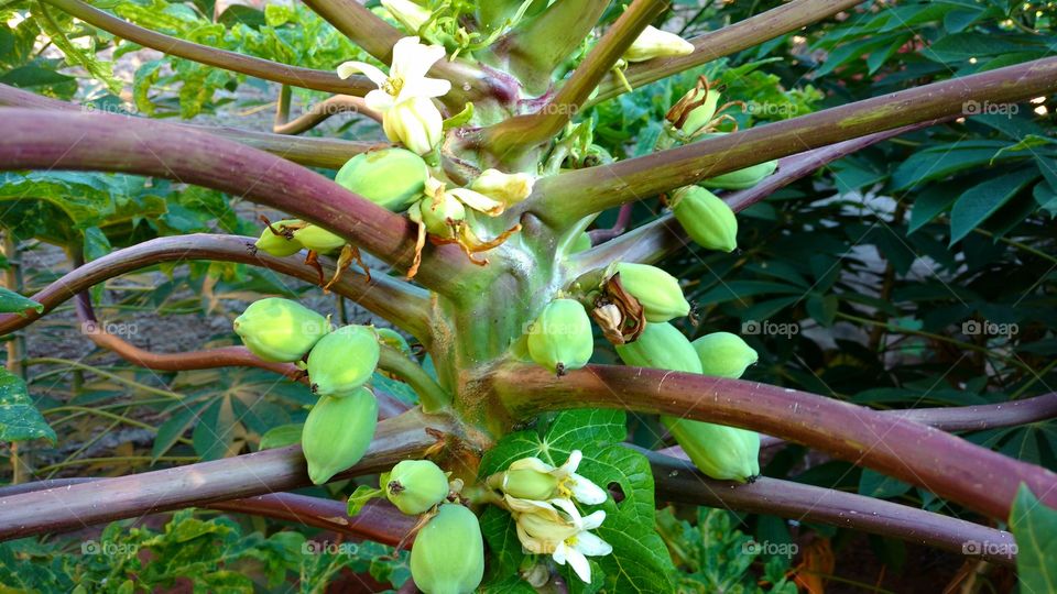 Nascimento de frutos do mamoeiro.