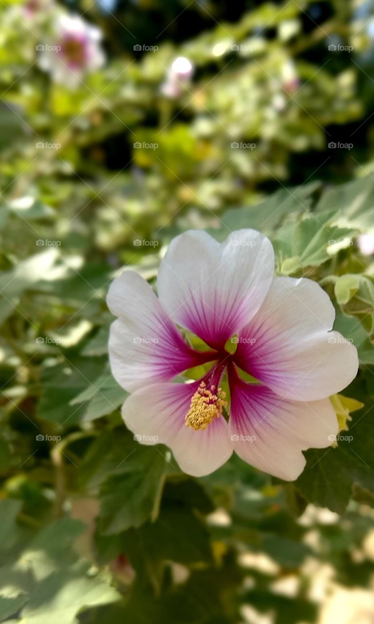 flowers and plants