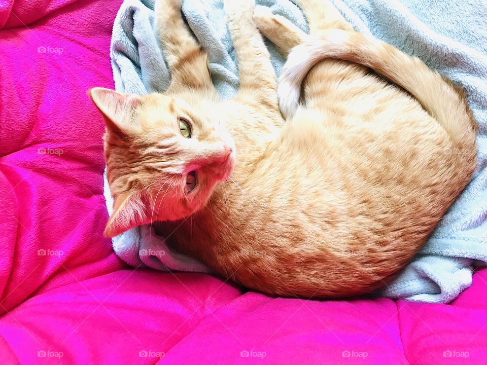 Darling orange tabby cat doing what he does best...looking absolutely adorable! 