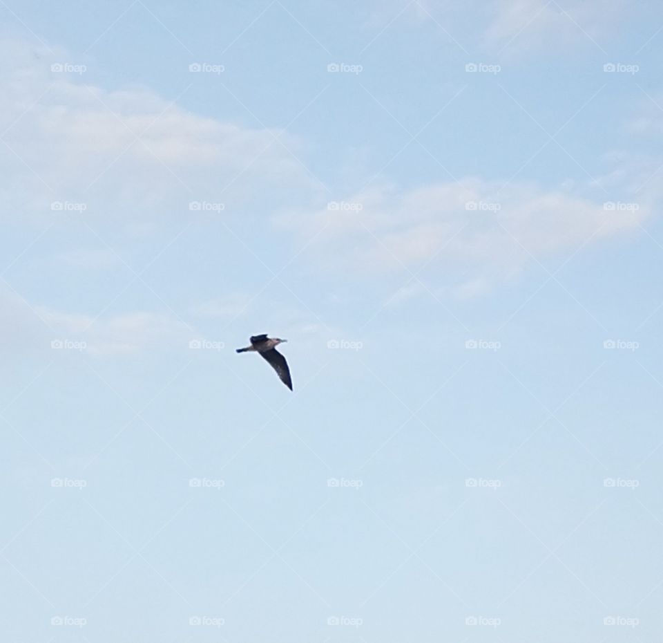 Gaviota volando en el cielo azul