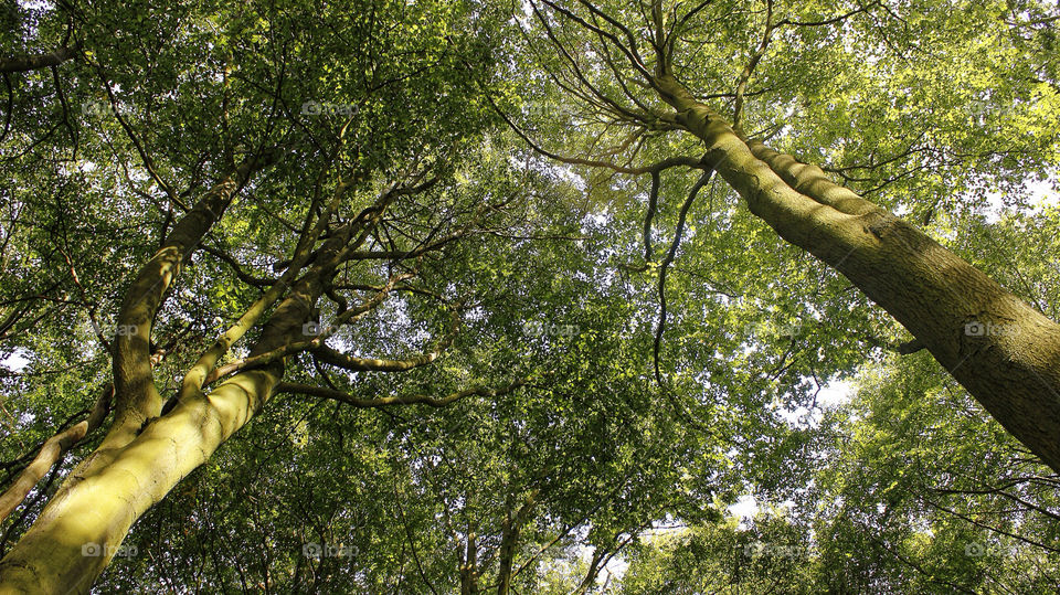 summer trees uk tall by chris7ben