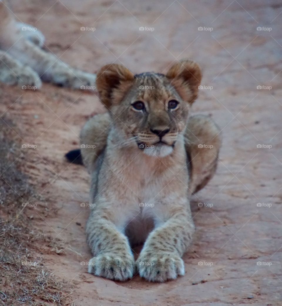 SA Cub. Very curious cub.. SA national park..!!