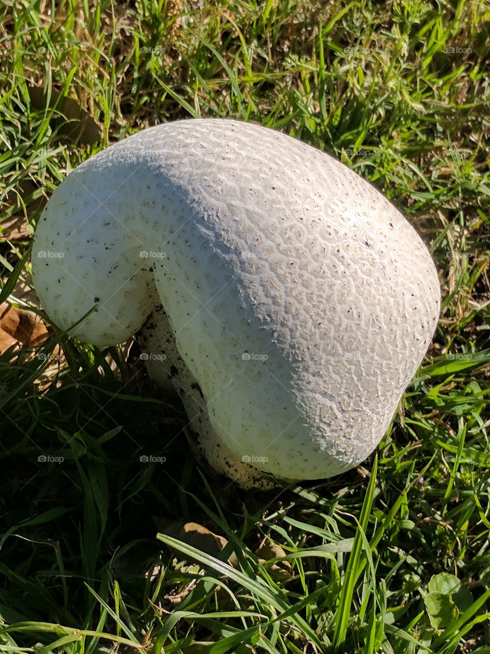 huge unique mushroom