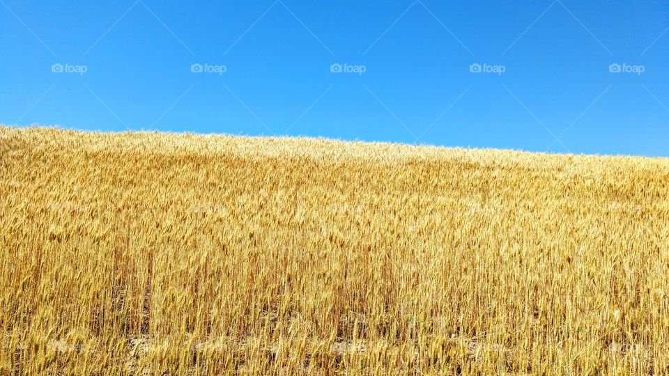 fields of gold