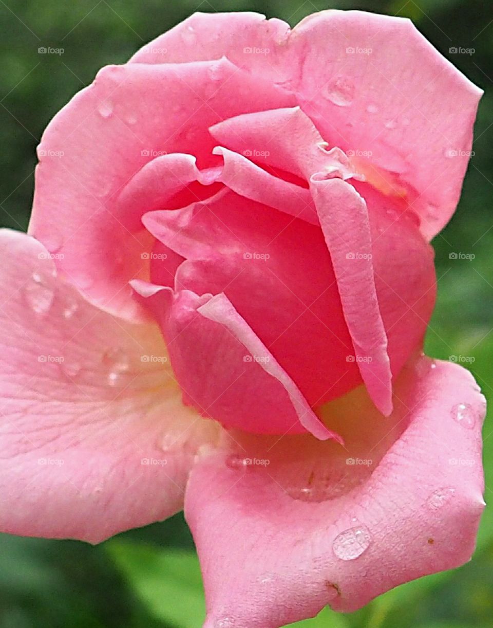 Beautiful rose