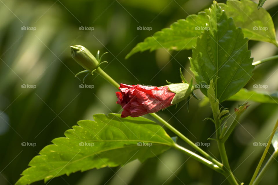 Beautiful buds of hibiscus on a greenish back ground.