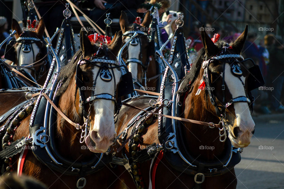 Horse drawn carriage in a parade