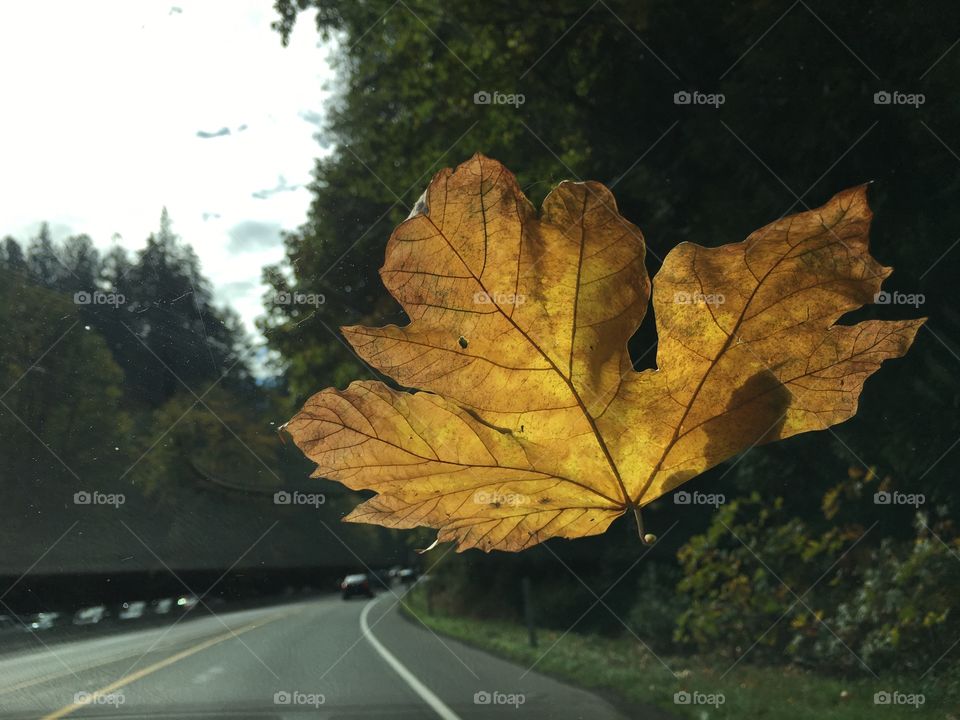 Yellow leaf