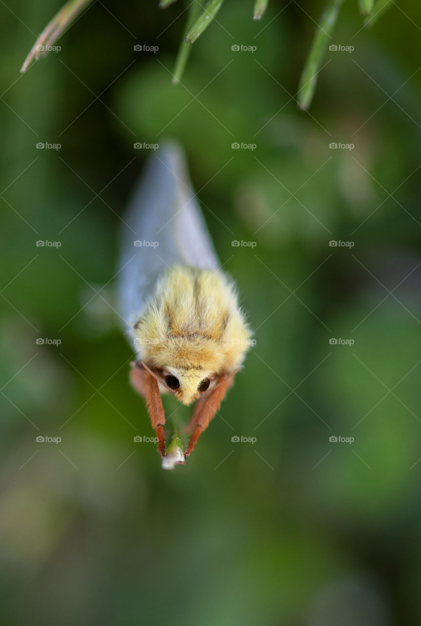 Butterfly hanging on grass