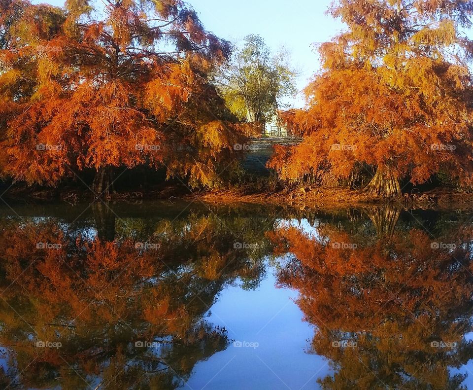 Two large Cyprus trees reflected in a pond first signs of fall