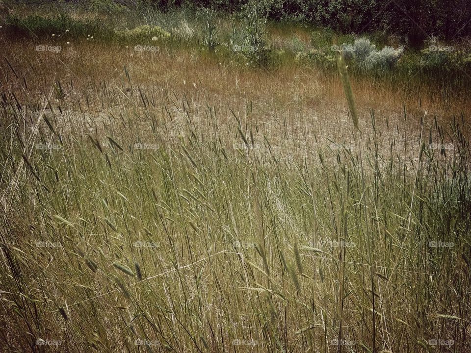 wild grass