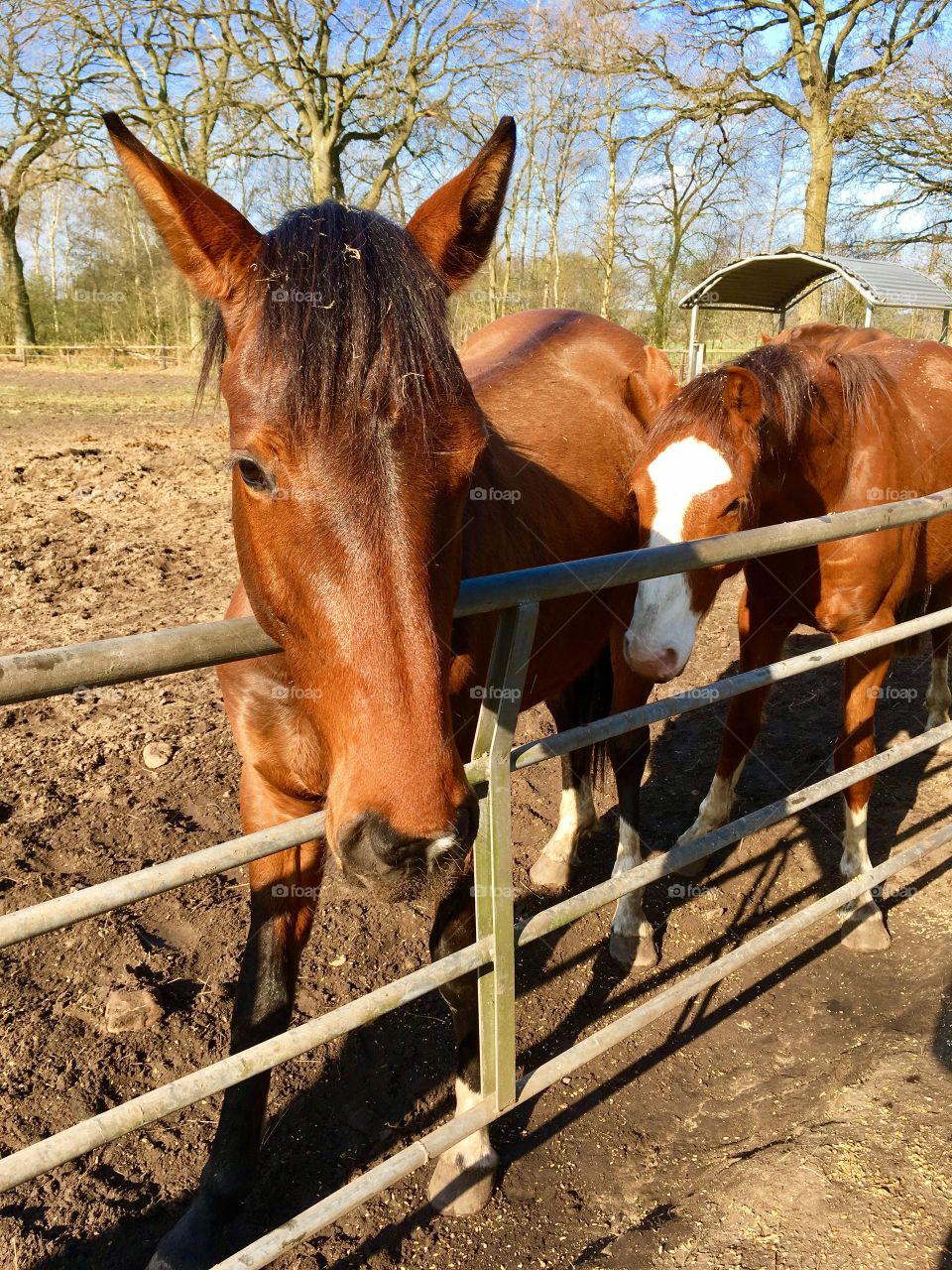 The suburb of Hamburg. Fields. Horses.Spring.