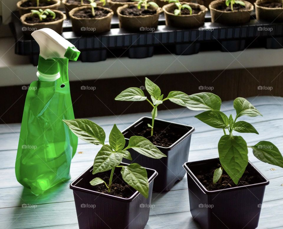 geometric shape square. Pepper seedlings in pots