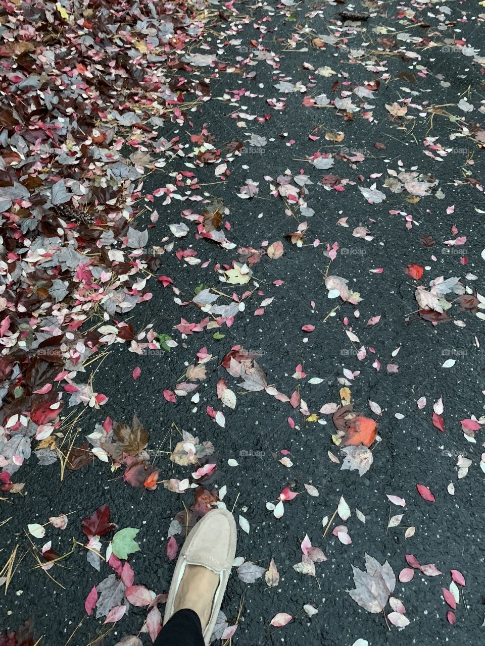 Walking in the leaves fall season