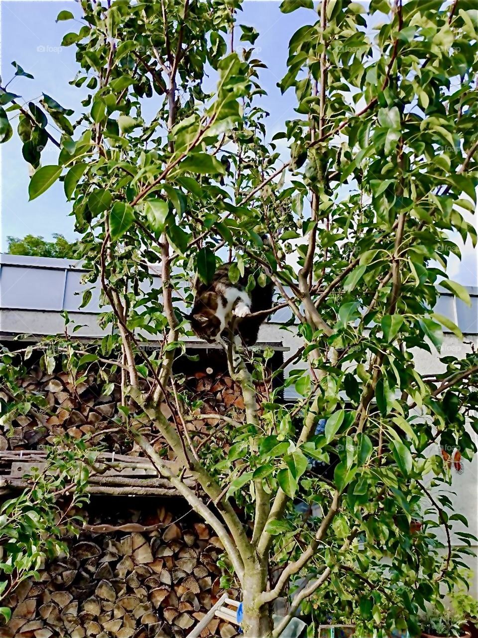 This very tall tree grows in the garden of the beautiful house in “Straubing”, “Lower Bavaria” that we have visited on previous occasions. If you look closely you may see “Roukey”, the cat climbing in it but I am not sure. 2024. Hypnotic Productions