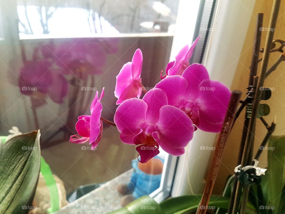 home orchidea