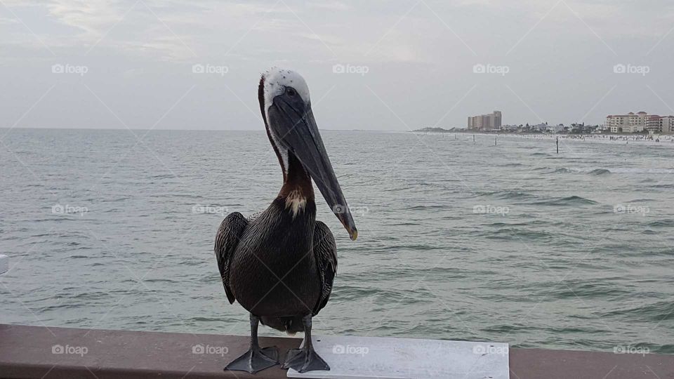 My first visit to Florida and a pelican was just sitting on the rail of the pier