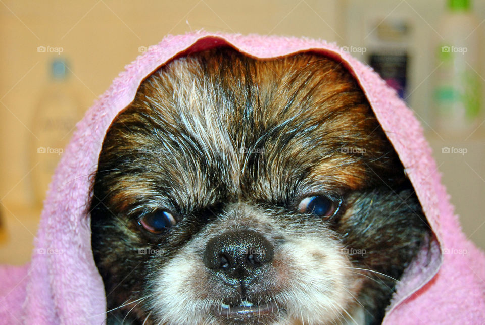 Pekingese dog getting a refreshing bath, towel on head