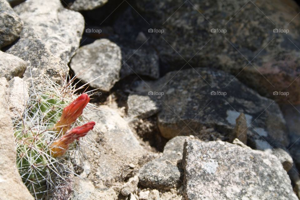 cactus in the rocks. cactus in the rocks
Colorado