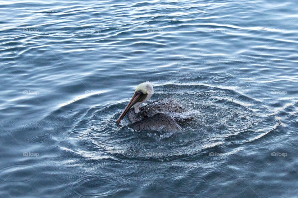 Brown pelican shaking off water from its feathers on the ocean